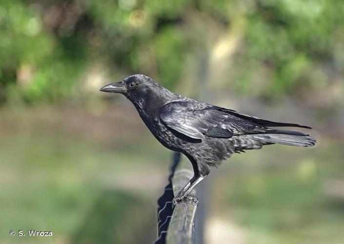 <i>Corvus corone</i> Linnaeus, 1758 © S. Wroza