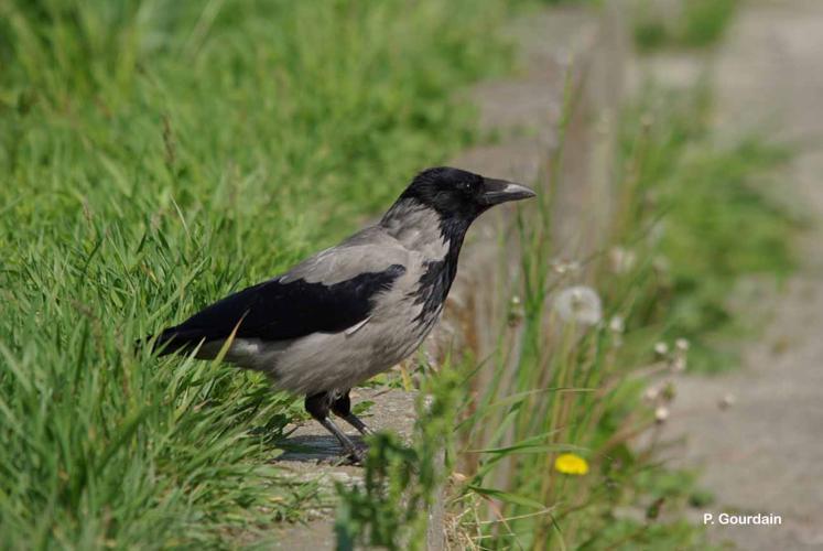 <i>Corvus corone cornix</i> Linnaeus, 1758 © P. Gourdain