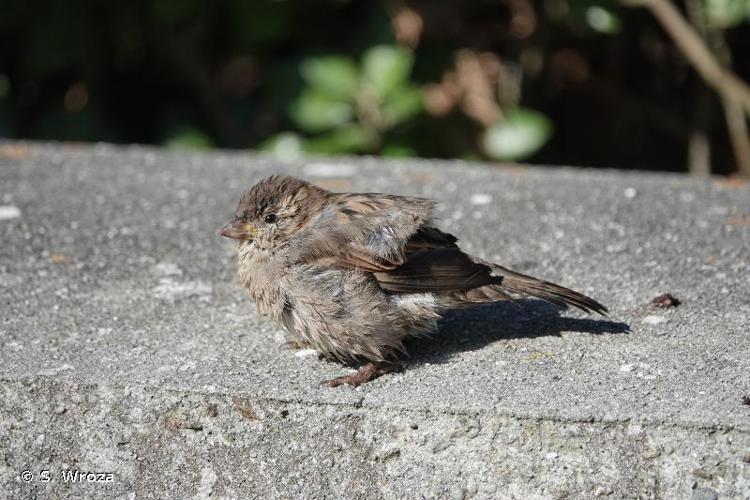 <i>Passer domesticus</i> (Linnaeus, 1758) © S. Wroza