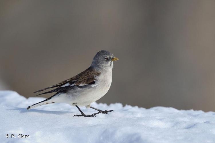 <i>Montifringilla nivalis</i> (Linnaeus, 1766) © R. Clerc