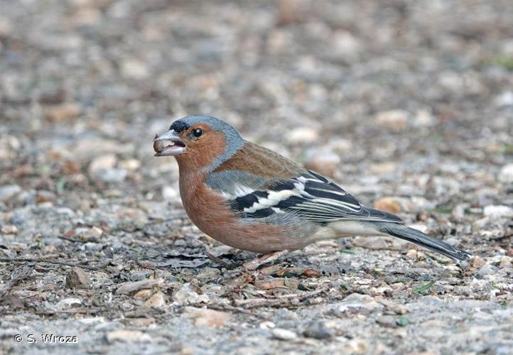 <i>Fringilla coelebs</i> Linnaeus, 1758 © S. Wroza