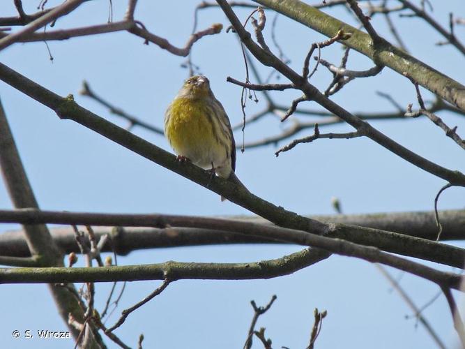 <i>Serinus serinus</i> (Linnaeus, 1766) © S. Wroza