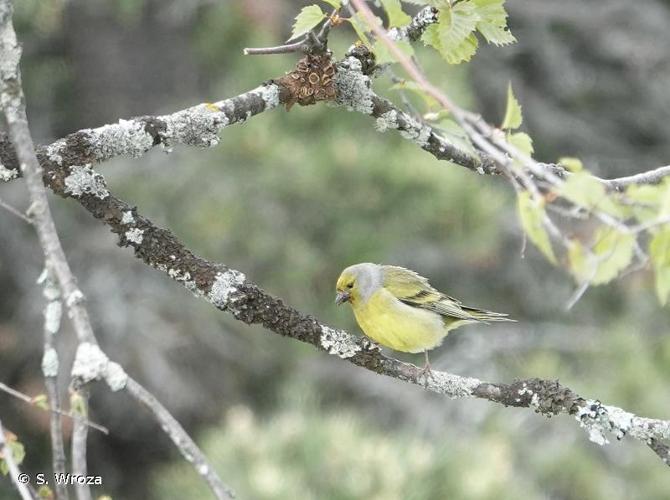 <i>Carduelis citrinella</i> (Pallas, 1764) © S. Wroza