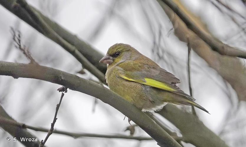 <i>Chloris chloris</i> (Linnaeus, 1758) © S. Wroza