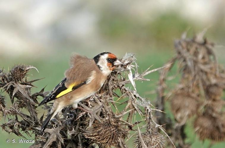 <i>Carduelis carduelis</i> (Linnaeus, 1758) © S. Wroza