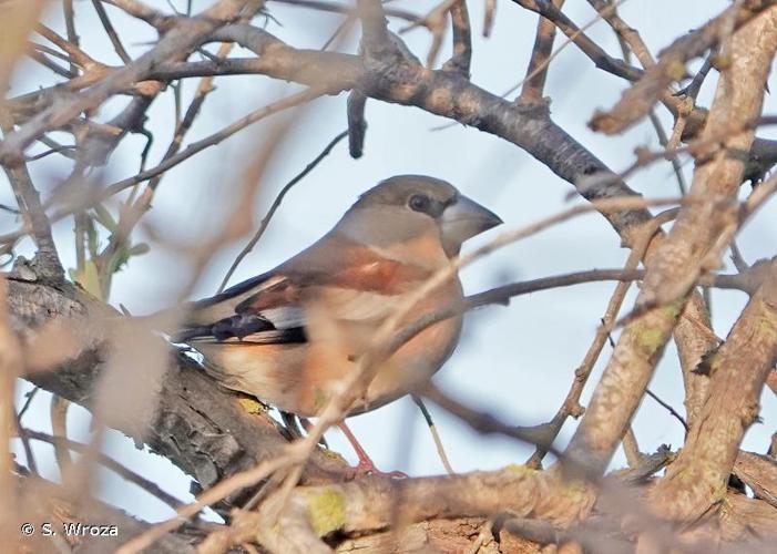 <i>Coccothraustes coccothraustes</i> (Linnaeus, 1758) © S. Wroza