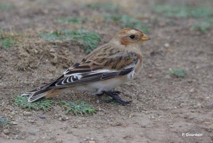 <i>Plectrophenax nivalis</i> (Linnaeus, 1758) © P. Gourdain