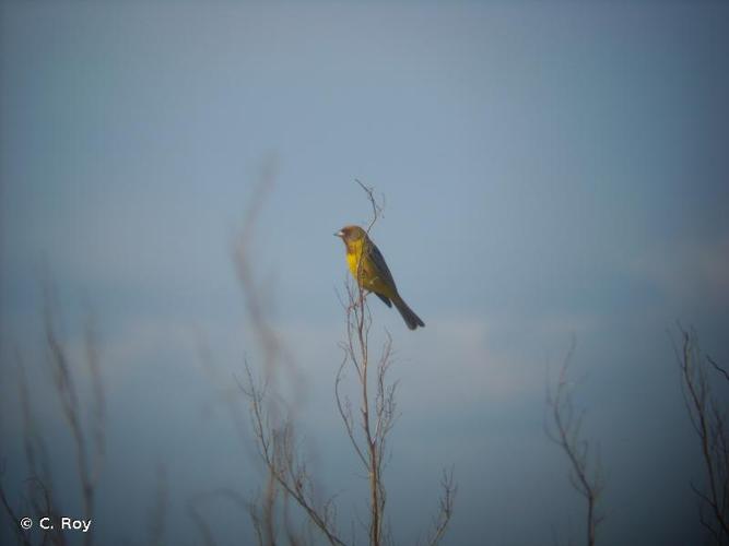 <i>Emberiza bruniceps</i> Brandt, 1841 © C. Roy