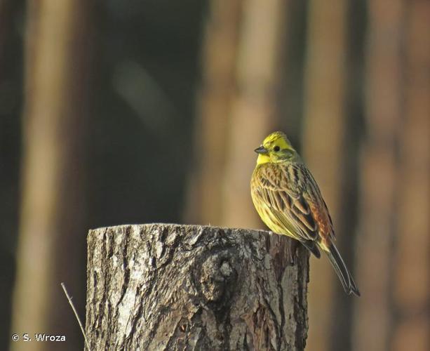 <i>Emberiza citrinella</i> Linnaeus, 1758 © S. Wroza