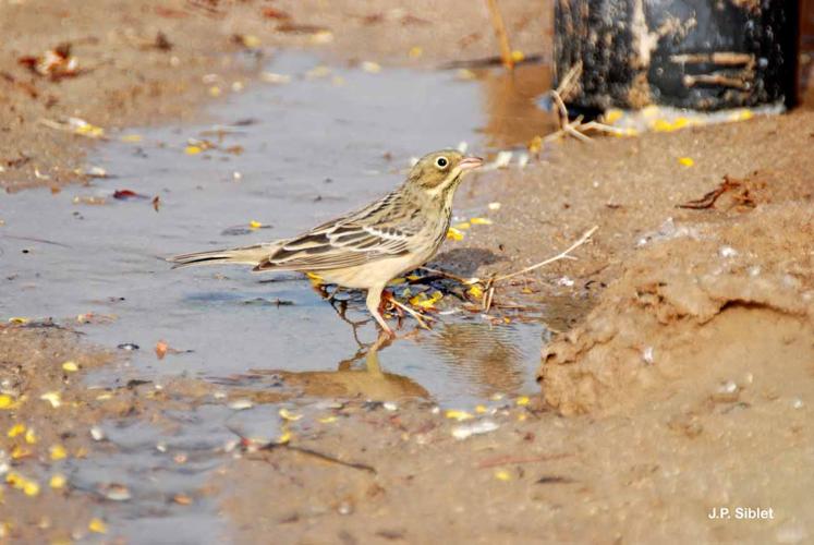 <i>Emberiza hortulana</i> Linnaeus, 1758 © J.P. Siblet