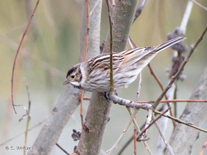 <i>Emberiza schoeniclus</i> (Linnaeus, 1758) © S. Wroza