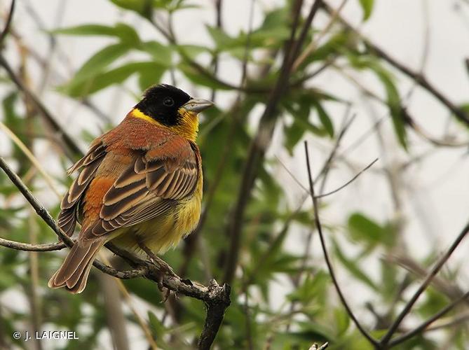 <i>Emberiza melanocephala</i> Scopoli, 1769 © J. LAIGNEL