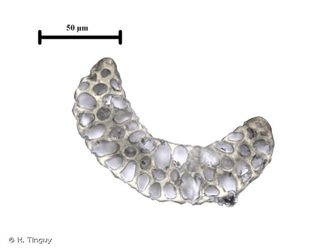 <i>Paraleucobryum enerve</i> (Thed.) Loeske, 1908 © H. Tinguy