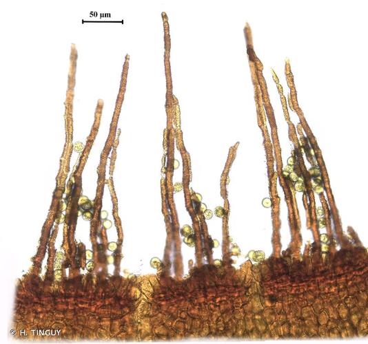 <i>Ditrichum heteromallum</i> (Hedw.) E.Britton, 1913 © H. TINGUY