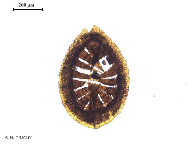 <i>Encalypta ciliata</i> Hedw., 1801 © H. TINGUY