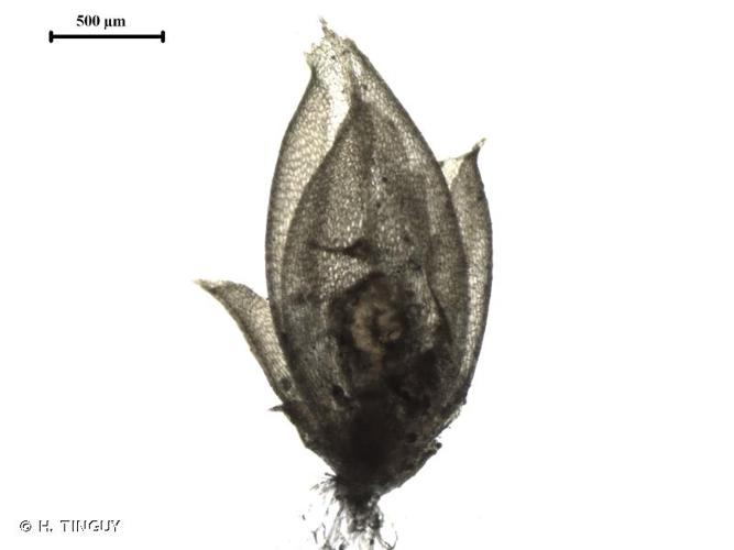 <i>Acaulon muticum</i> (Hedw.) Müll.Hal., 1847 © H. TINGUY