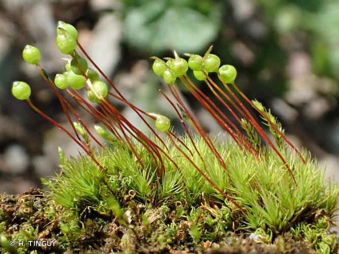 <i>Bartramia ithyphylla</i> Brid., 1803 © H. TINGUY