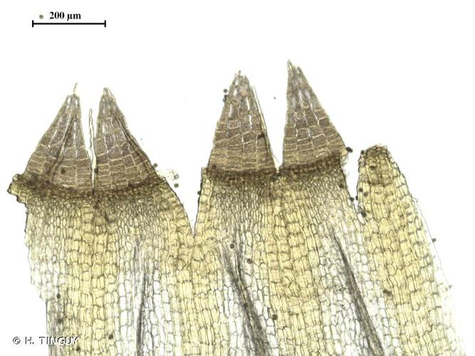 <i>Orthotrichum alpestre</i> Bruch & Schimp. © H. TINGUY