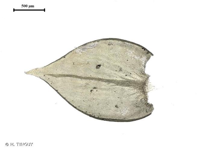 <i>Antitrichia californica</i> Sull. © H. TINGUY