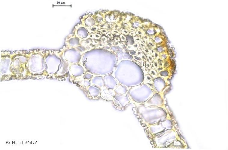 <i>Tortula subulata</i> Hedw., 1801 © H. TINGUY