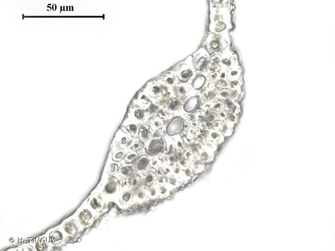 <i>Didymodon spadiceus</i> (Mitt.) Limpr., 1888 © H. TINGUY