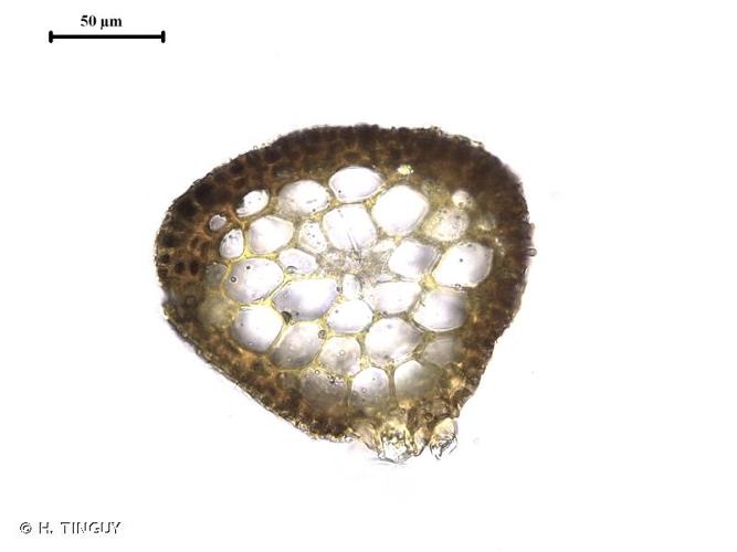 <i>Anoectangium aestivum</i> (Hedw.) Mitt., 1869 © H. TINGUY