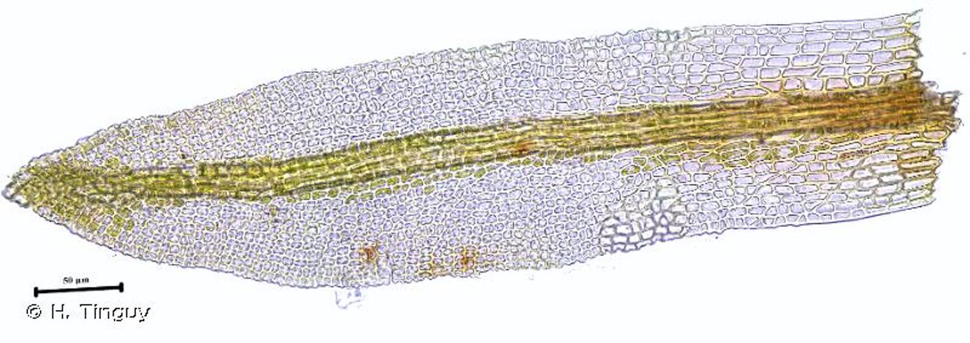 <i>Gyroweisia tenuis</i> (Hedw.) Schimp., 1876 © H. Tinguy