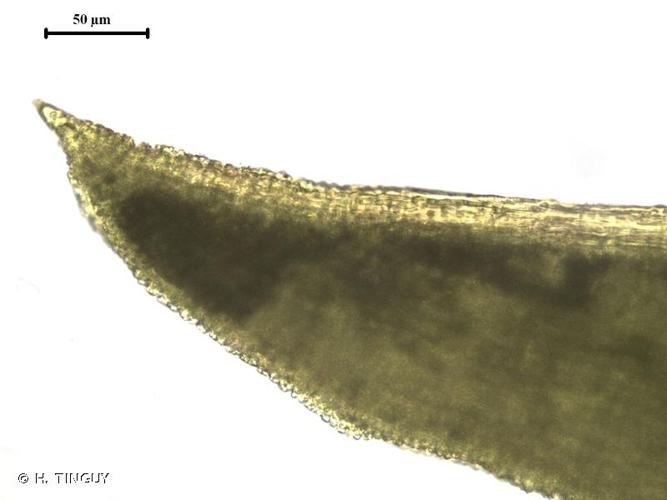 <i>Trichostomum crispulum</i> Bruch, 1829 © H. TINGUY