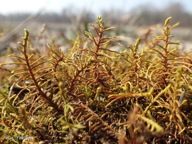 <i>Abietinella abietina</i> (Hedw.) M.Fleisch., 1922 © H. TINGUY