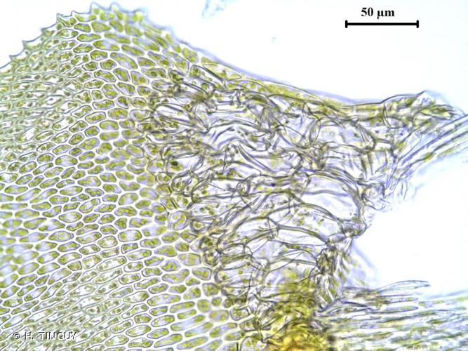 <i>Cratoneuron filicinum</i> (Hedw.) Spruce, 1867 © H. TINGUY