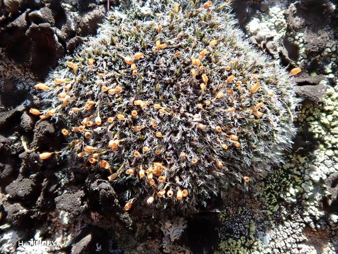 <i>Grimmia alpestris</i> (F.Weber & D.Mohr) Schleich., 1807 © H. TINGUY
