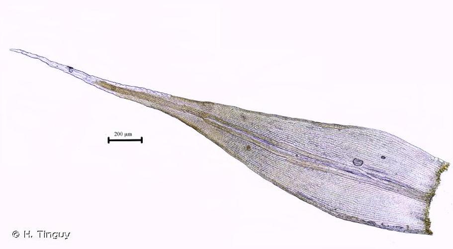 <i>Grimmia decipiens</i> (Schultz) Lindb., 1861 © H. Tinguy