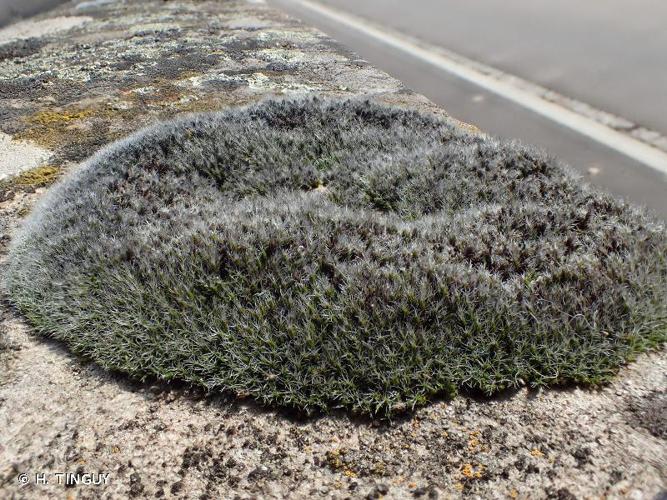 <i>Grimmia laevigata</i> (Brid.) Brid., 1826 © H. TINGUY