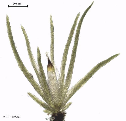 <i>Seligeria donniana</i> (Sm.) Müll.Hal., 1848 © H. TINGUY