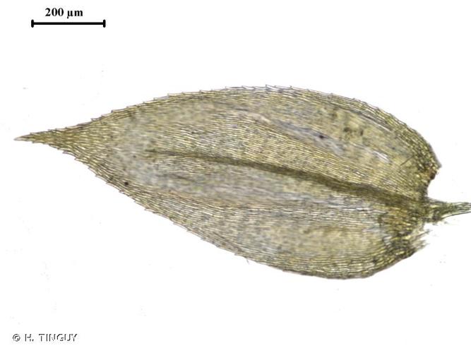 <i>Rhynchostegium confertum</i> (Dicks.) Schimp., 1852 © H. TINGUY