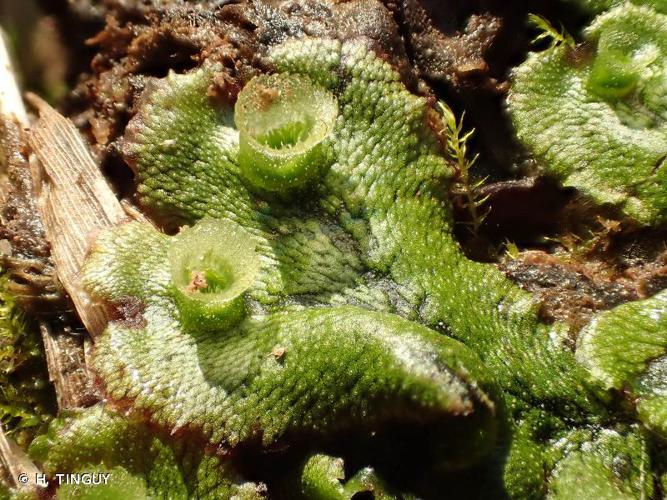 <i>Marchantia polymorpha</i> L., 1753 © H. TINGUY