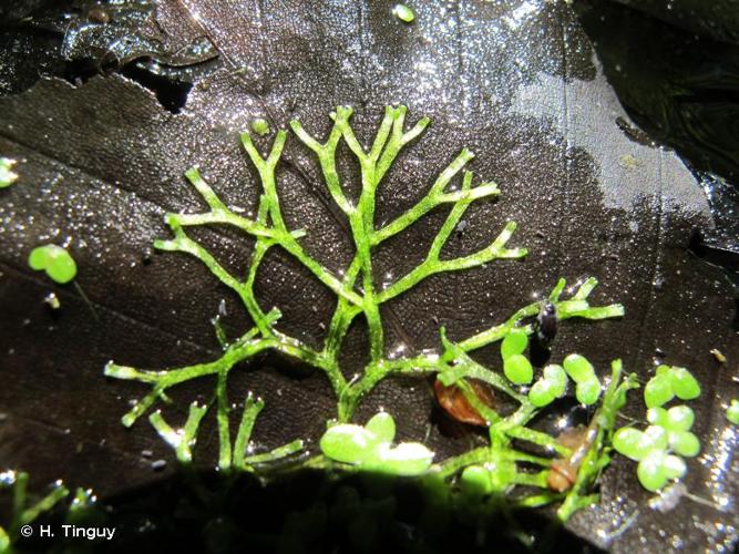 <i>Riccia fluitans</i> L., 1753 © H. Tinguy
