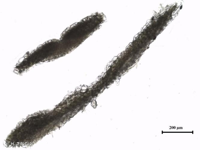 <i>Riccia glauca</i> L., 1753 © H. TINGUY