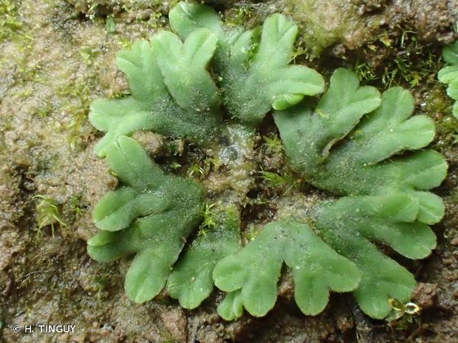 <i>Riccia sorocarpa</i> Bisch., 1835 © H. TINGUY