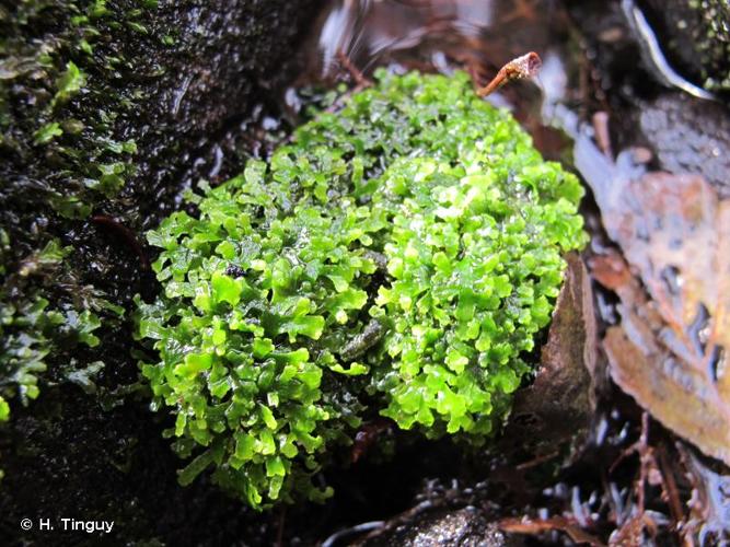 <i>Riccardia chamedryfolia</i> (With.) Grolle, 1969 © H. Tinguy