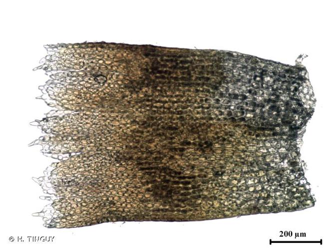 <i>Isopaches bicrenatus</i> (Schmidel ex Hoffm.) H.Buch. © H. TINGUY