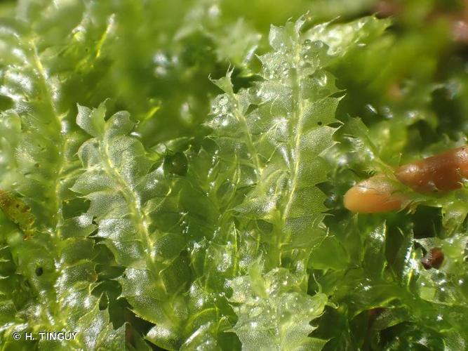 <i>Lophocolea bidentata</i> (L.) Dumort., 1835 © H. TINGUY