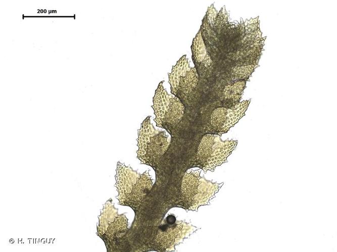 <i>Cephaloziella turneri</i> (Hook.) Müll.Frib., 1913 © H. TINGUY