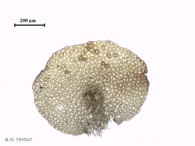 <i>Frullania jackii</i> Gottsche, 1863 © H. TINGUY