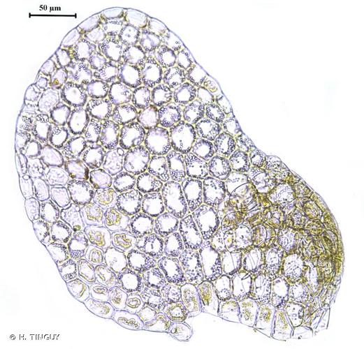 <i>Lejeunea cavifolia</i> (Ehrh.) Lindb., 1871 © H. TINGUY