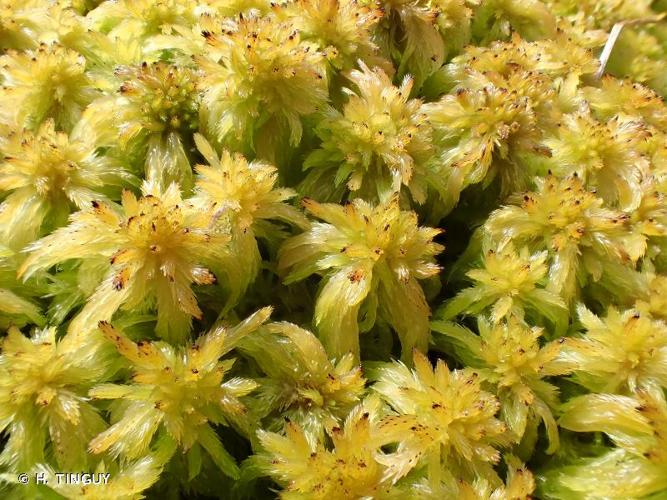 <i>Sphagnum angustifolium</i> (C.E.O.Jensen ex Russow) C.E.O.Jensen © H. TINGUY