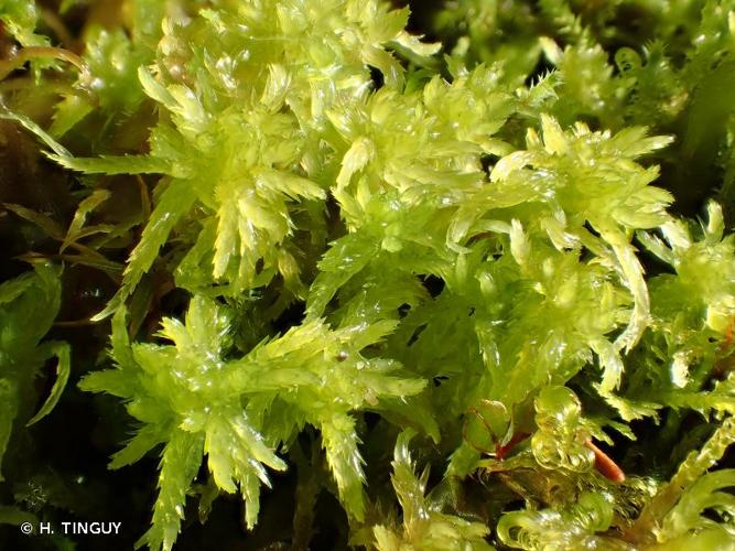 <i>Sphagnum inundatum</i> Russow, 1894 © H. TINGUY