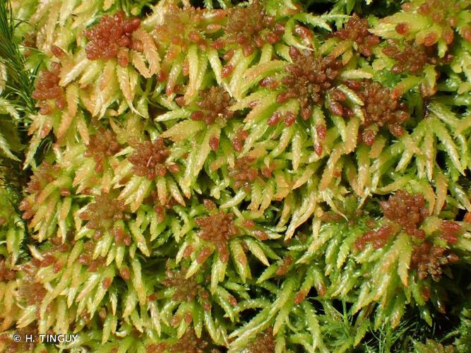 <i>Sphagnum palustre</i> L., 1753 © H. TINGUY