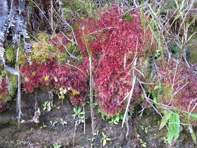 <i>Sphagnum subnitens</i> Russow & Warnst., 1888 © H. Tinguy