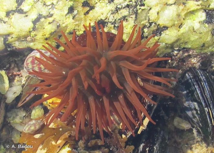 <i>Actinia equina</i> (Linnaeus, 1758) © A. Badou